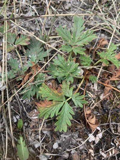 Potentilla litoralis, photographed by Aerin Jacob