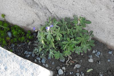 Lupinus arcticus, photographed by Ben Meredyk