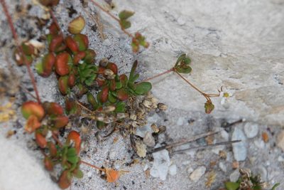 Pharnaceum cordifolium, photographed by Tony Rebelo