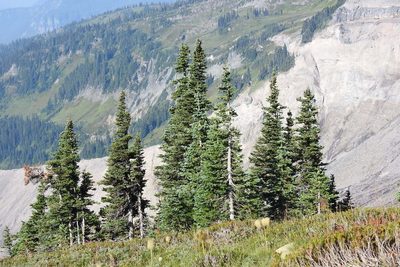 Abies lasiocarpa, photographed by Ben Meredyk