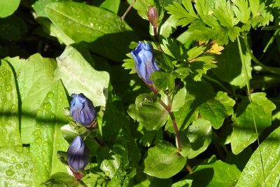 Gentiana calycosa, photographed by Ben Meredyk
