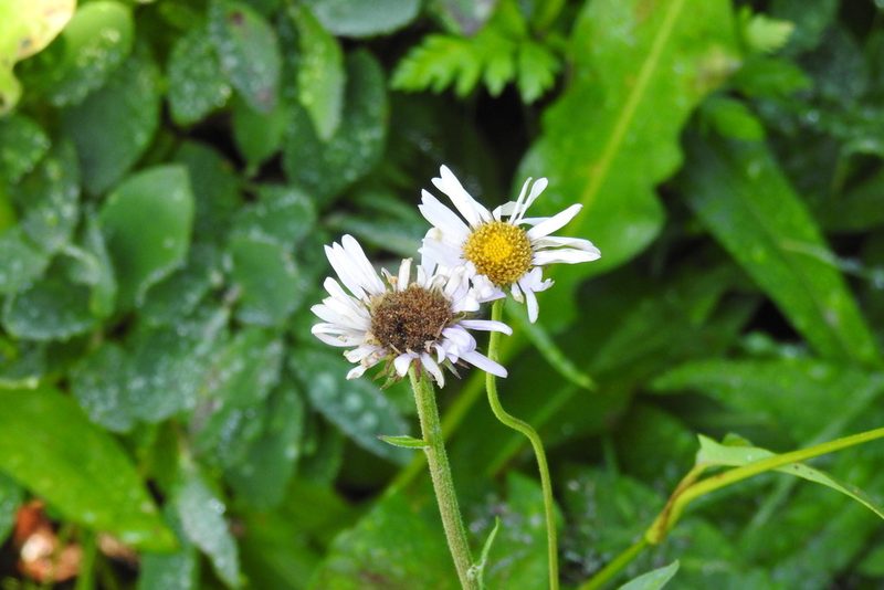 Erigeron glacialis, photographed by Ben Meredyk