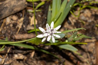 Wurmbea dioica, photographed by T. Hammer