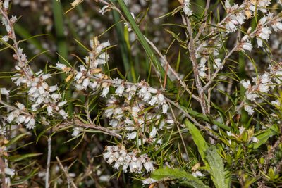 Lissanthe strigosa, photographed by T. Hammer