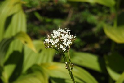Valeriana sitchensis, photographed by Ben Meredyk