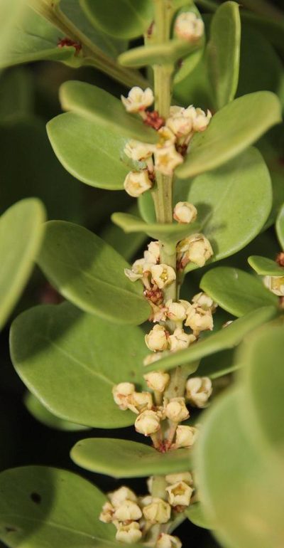 Maytenus lucida, photographed by Tony Rebelo