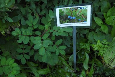 Vaccinium ovalifolium, photographed by Ben Meredyk
