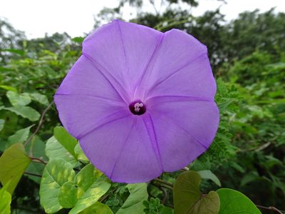 Ipomoea crinicalyx, photographed by Alexis López Hernández