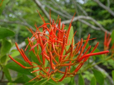Psittacanthus mayanus, photographed by Alexis López Hernández