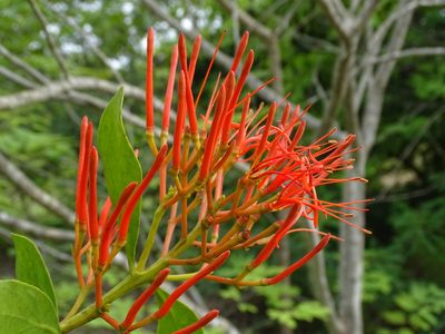 Psittacanthus mayanus, photographed by Alexis López Hernández