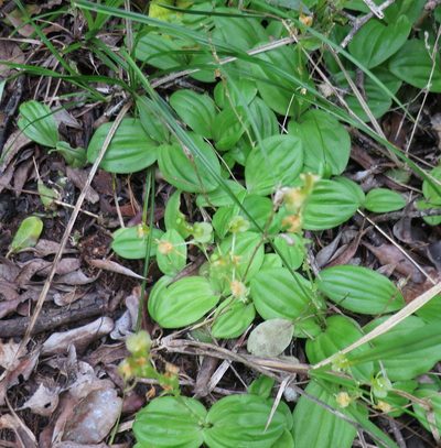 Liparis remota, photographed by Di Turner