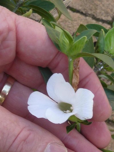 Barleria mackenii, photographed by Andrew Hankey