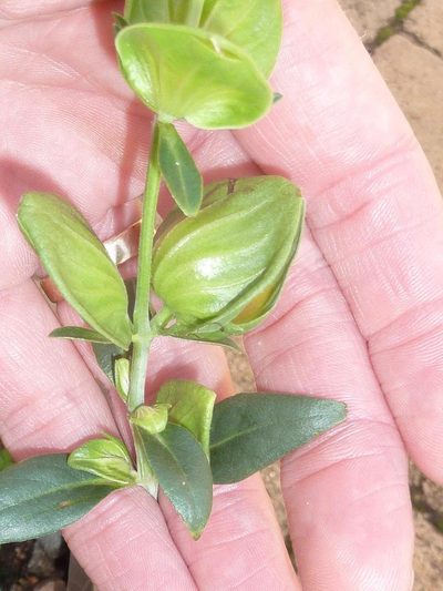 Barleria mackenii, photographed by Andrew Hankey