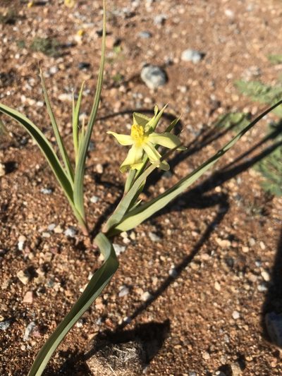 Moraea schlechteri, photographed by Sam McCarren
