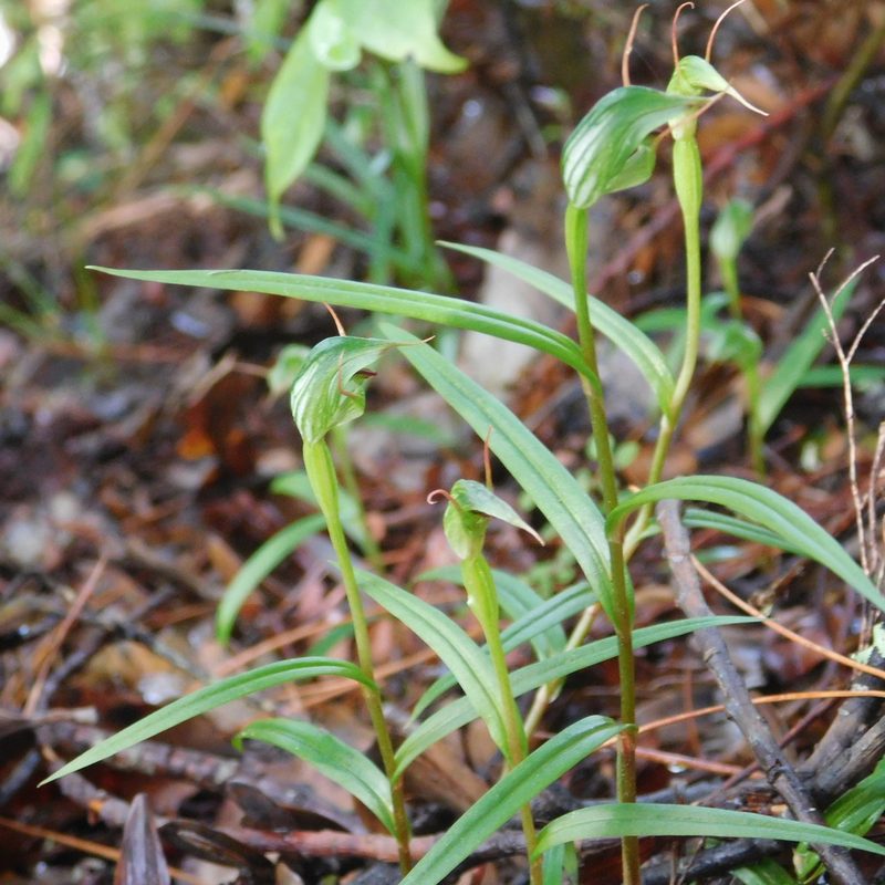Pterostylis agathicola, photographed by Stephen Thorpe