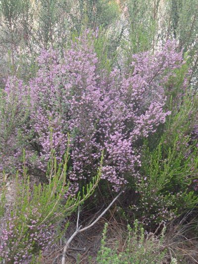 Erica quadrifida, photographed by Nicola van Berkel