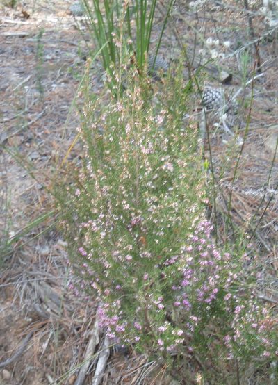 Erica quadrifida, photographed by Nicola van Berkel