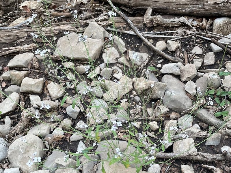 Mostacillastrum subauriculatum, photographed by lejones417