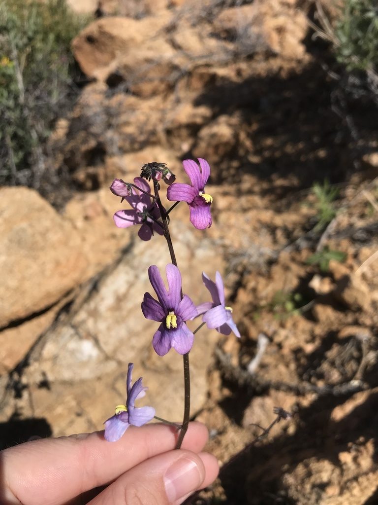 Nemesia azurea, photographed by Sam McCarren