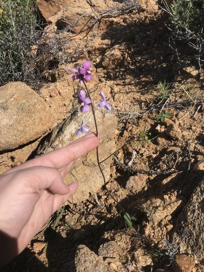 Nemesia azurea, photographed by Sam McCarren