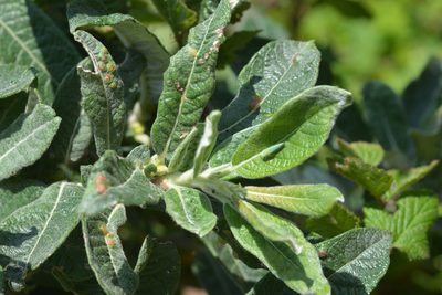 Salix sitchensis, photographed by Cricket Raspet