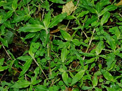 Floscopa scandens, photographed by Jacy Chen