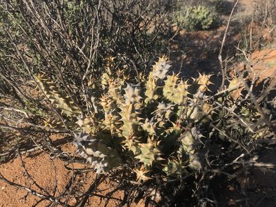 Quaqua mammillaris, photographed by Sam McCarren