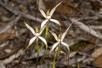 Caladenia capillata, photographed by T. Hammer