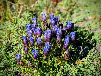 Gentiana calycosa, photographed by Albert Myghal