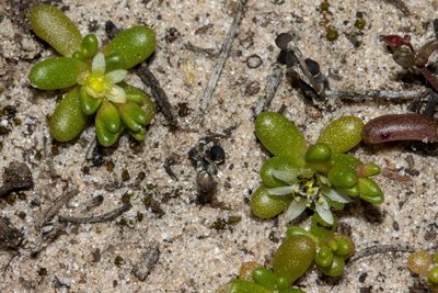 Calandrinia granulifera, photographed by T. Hammer