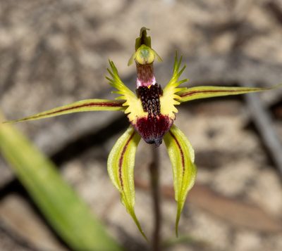 Caladenia stricta, photographed by T. Hammer