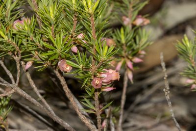 Brachyloma ericoides, photographed by T. Hammer