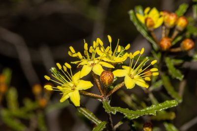 Phebalium bullatum, photographed by T. Hammer