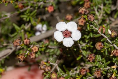 Rinzia orientalis, photographed by T. Hammer