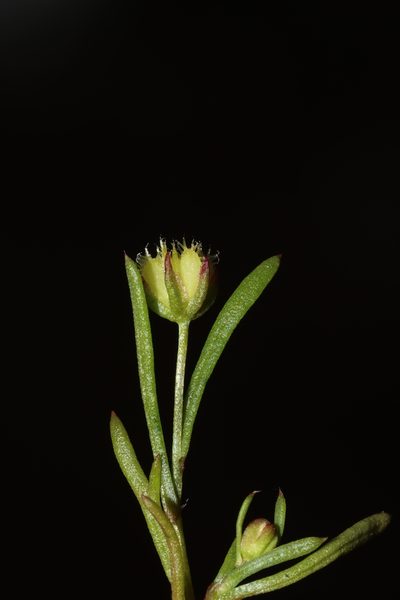 Brachyscome perpusilla, photographed by T. Hammer