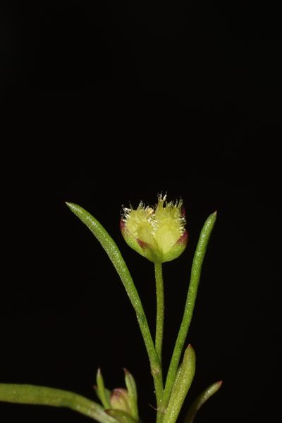 Brachyscome perpusilla, photographed by T. Hammer