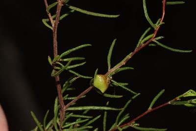 Dodonaea hexandra, photographed by T. Hammer