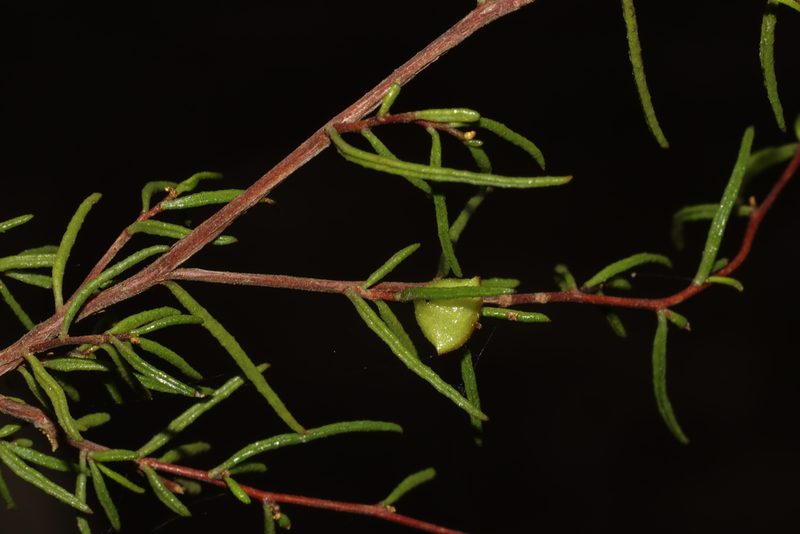 Dodonaea hexandra, photographed by T. Hammer