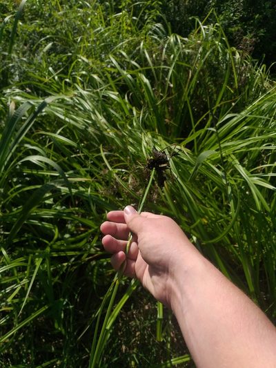Scirpus radicans, photographed by Dmitriy Bochkov