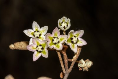 Lasiopetalum behrii, photographed by T. Hammer