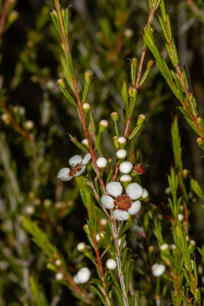 Hysterobaeckea behrii, photographed by T. Hammer