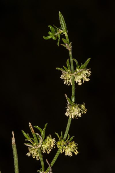 Opercularia turpis, photographed by T. Hammer