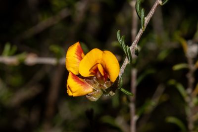 Dillwynia uncinata, photographed by T. Hammer