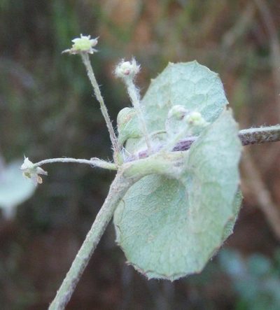 Centella lanata, photographed by Nicola van Berkel