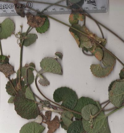 Centella lanata, photographed by Nicola van Berkel