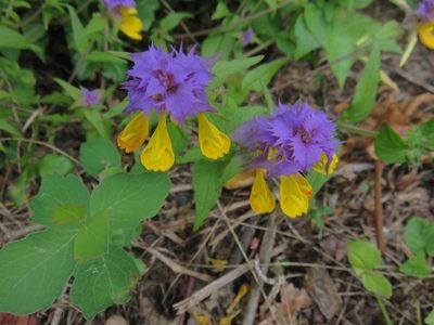 Melampyrum nemorosum, photographed by Harald Schnöde (Schnde)