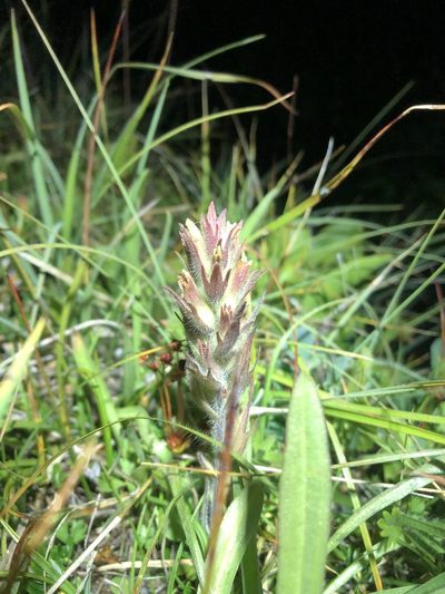 Castilleja cryptantha, photographed by Jared Shorma