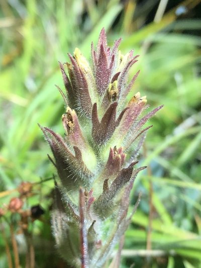 Castilleja cryptantha, photographed by Jared Shorma