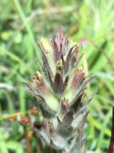 Castilleja cryptantha, photographed by Jared Shorma
