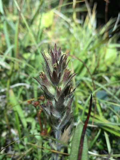 Castilleja cryptantha, photographed by Jared Shorma